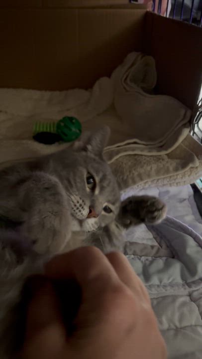 Enlarge Greya, a Adoptable Domestic Short Hair in Pittsburgh, PA video 3/3
