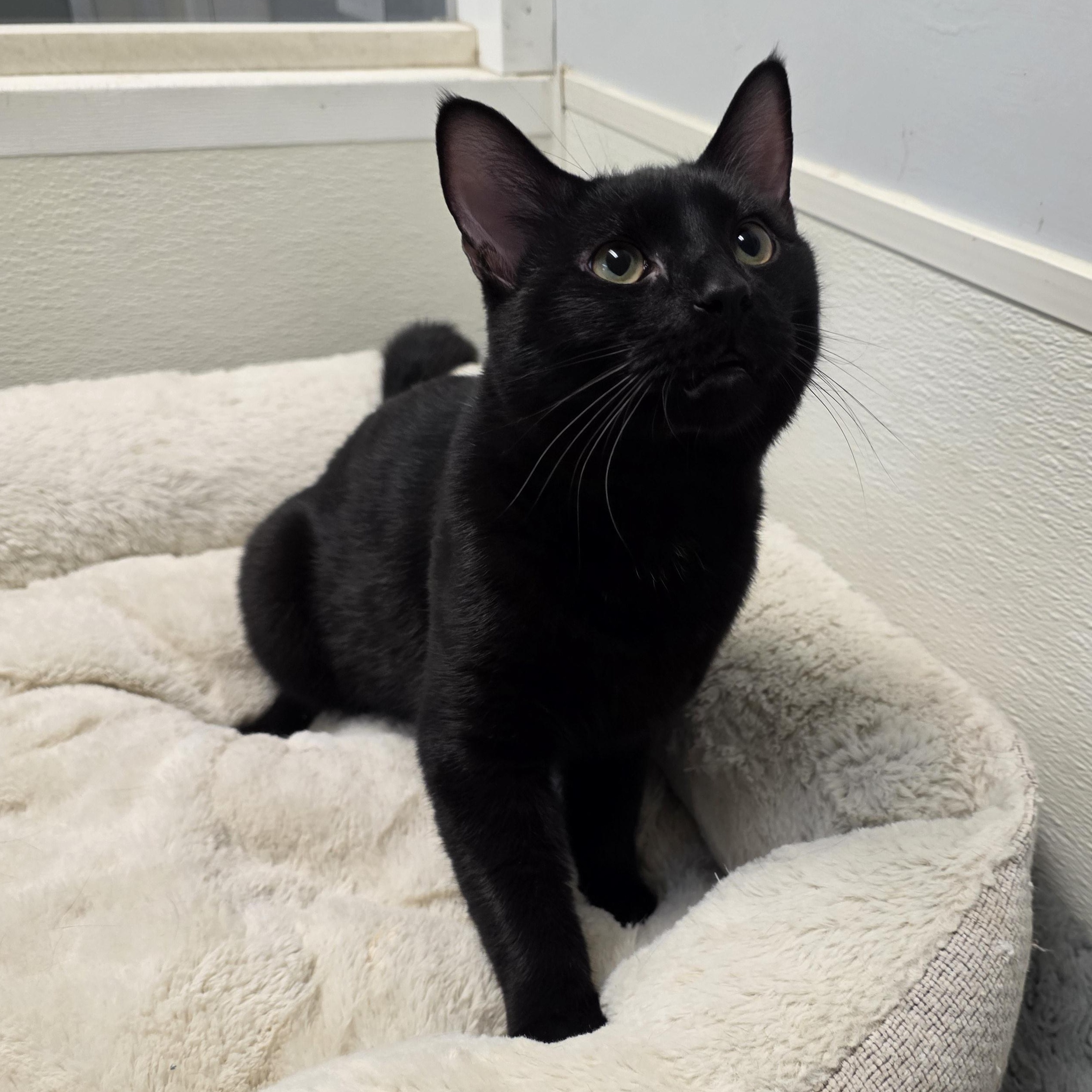 Enlarge Wasabi, a Adoptable mixed breed in Greensboro, NC image 6/6