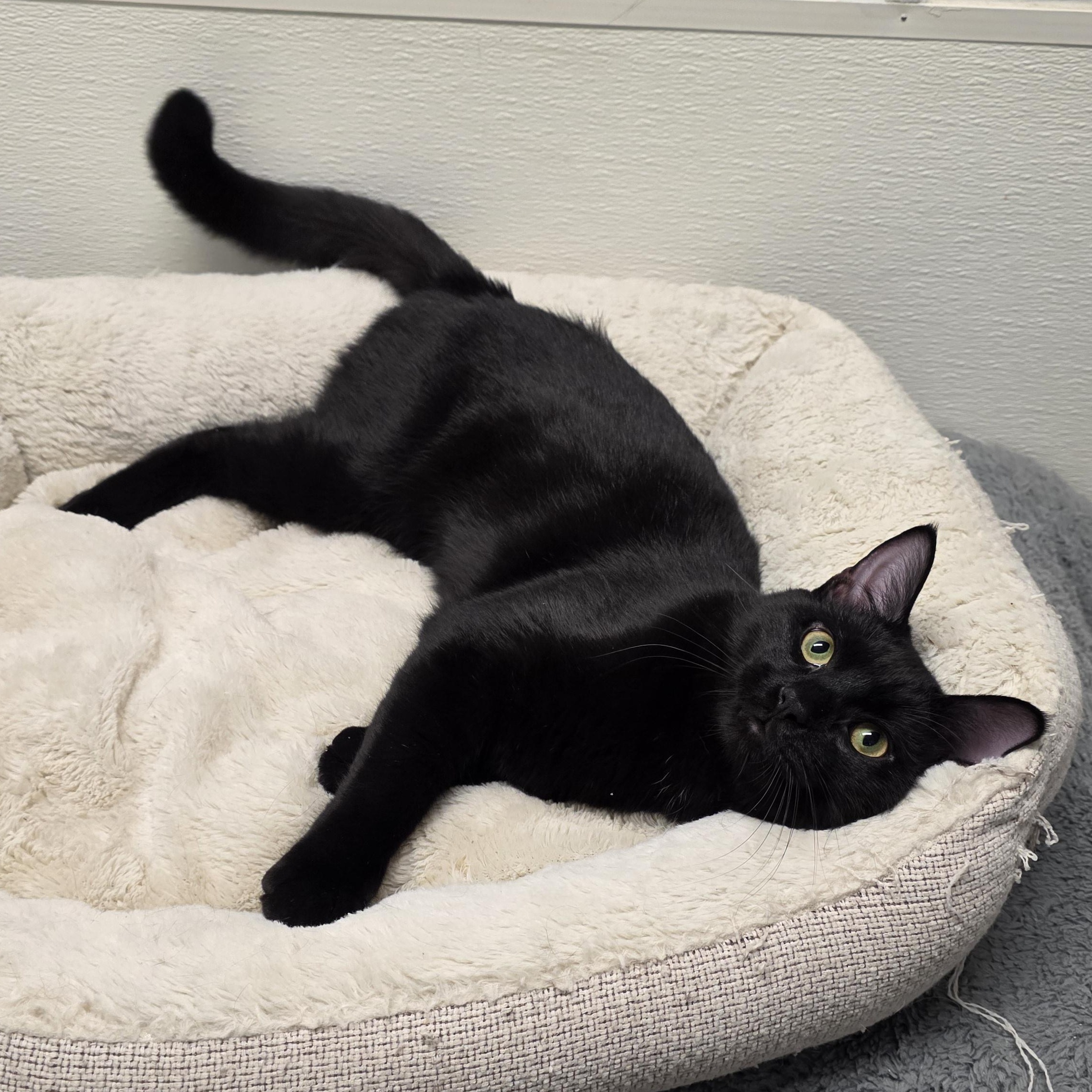 Enlarge Wasabi, a Adoptable mixed breed in Greensboro, NC image 4/6