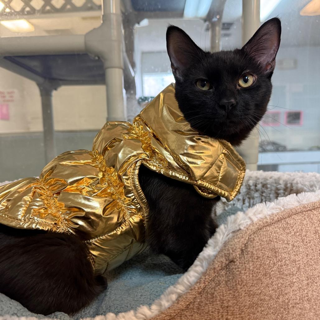 Enlarge Wasabi, a Adoptable mixed breed in Greensboro, NC image 5/6