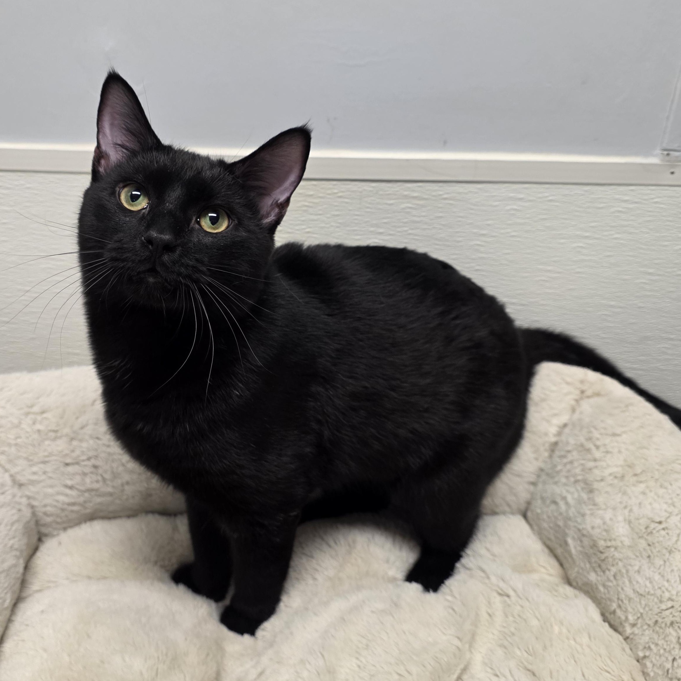 Enlarge Wasabi, a Adoptable mixed breed in Greensboro, NC image 2/6