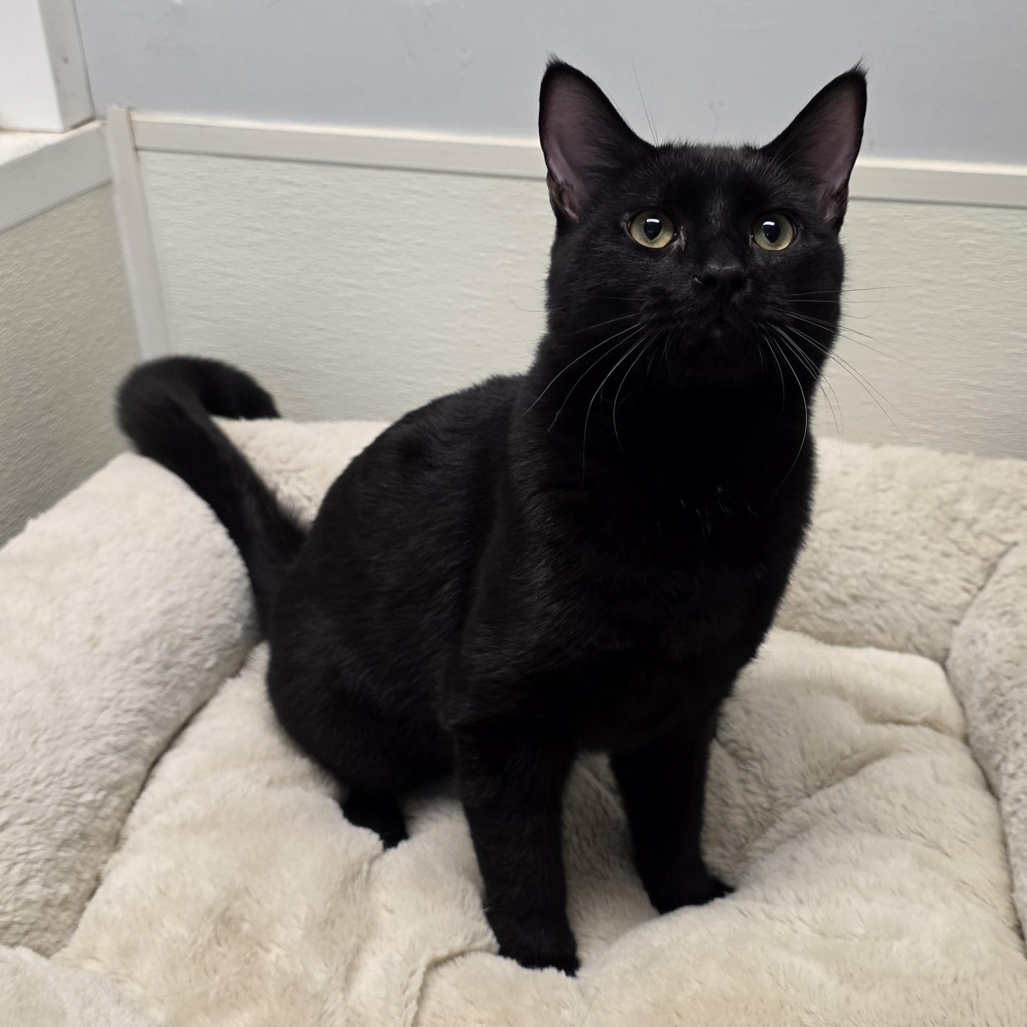 Enlarge Wasabi, a Adoptable mixed breed in Greensboro, NC image 1/6