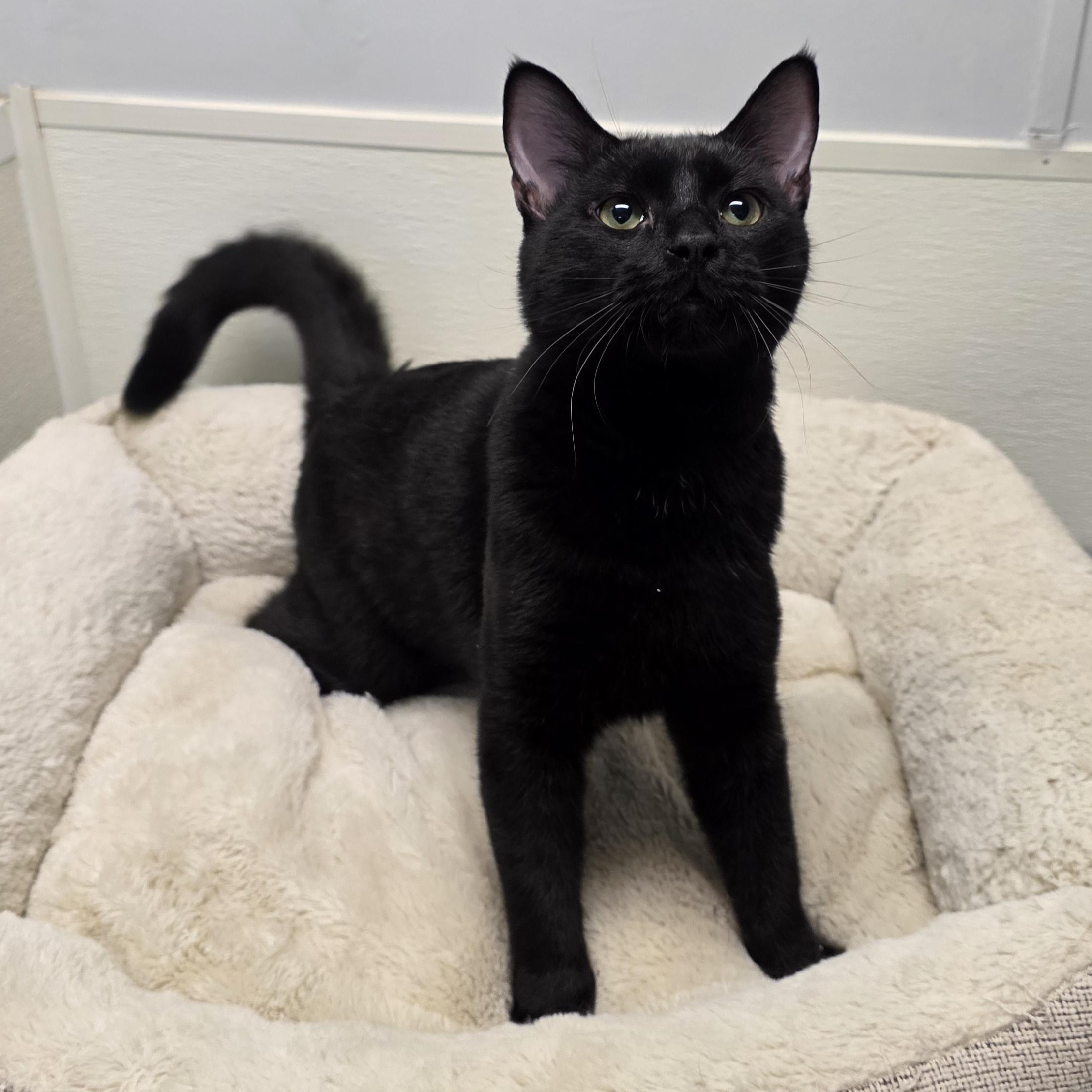 Enlarge Wasabi, a Adoptable mixed breed in Greensboro, NC image 3/6