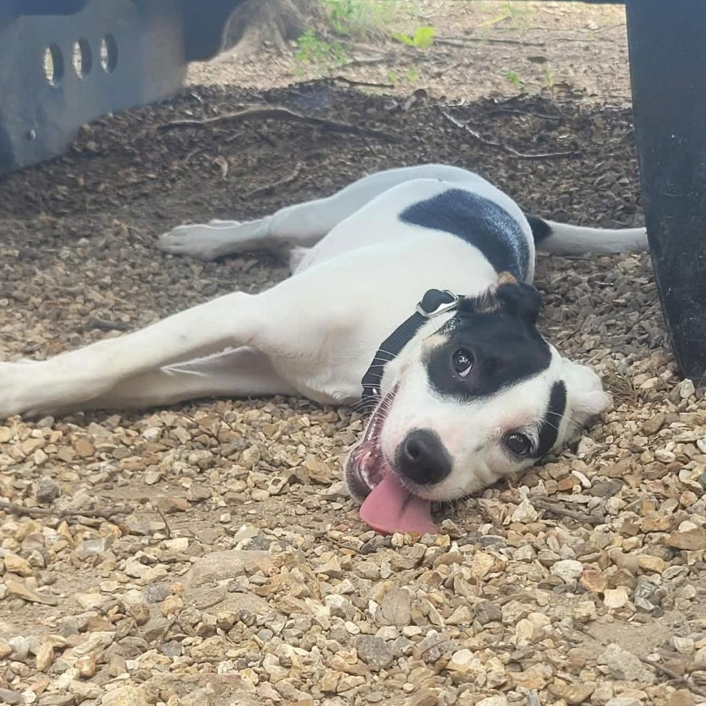 Enlarge Juniper, a Adoptable mixed breed in Sunrise Beach, MO image 1/3