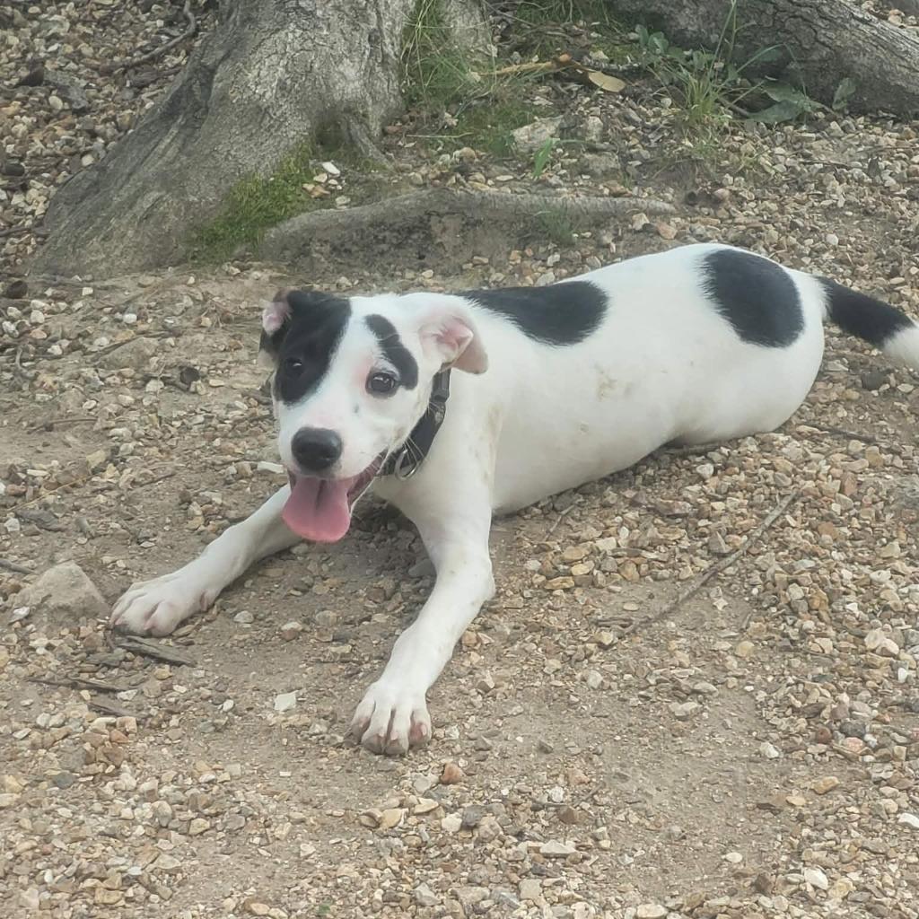 Enlarge Juniper, a Adoptable mixed breed in Sunrise Beach, MO image 2/3