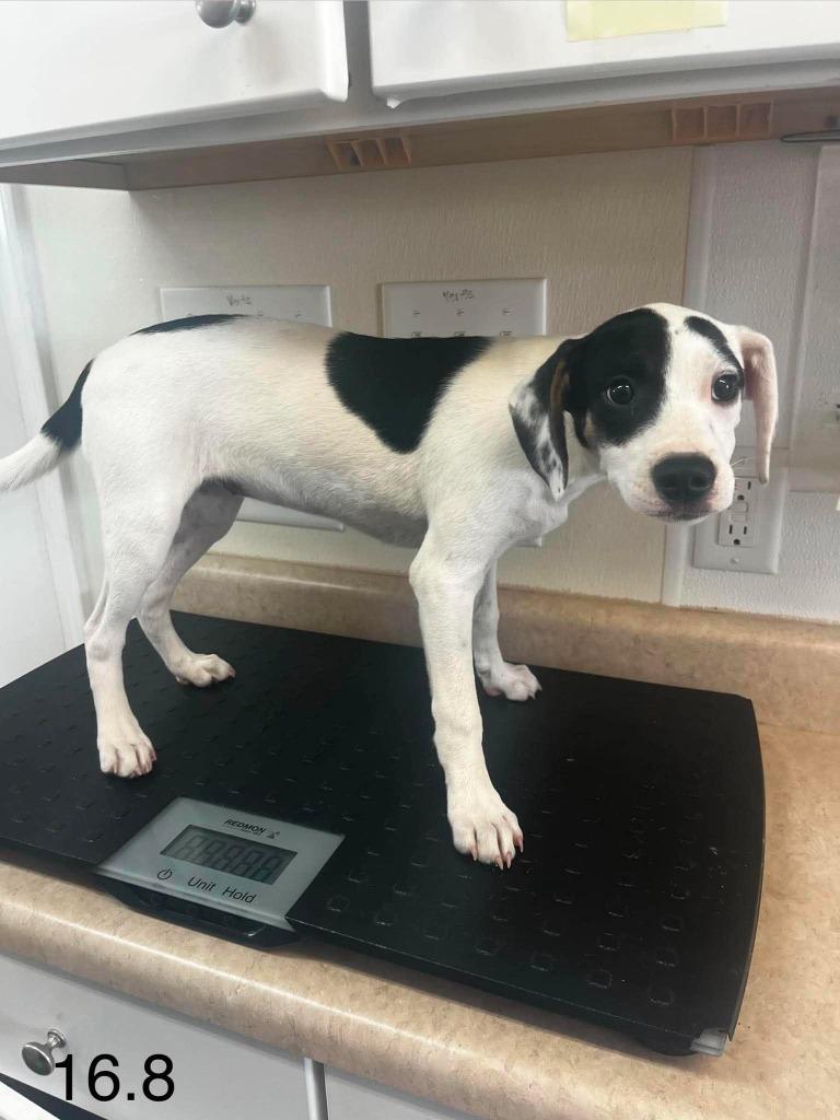 Enlarge Juniper, a Adoptable mixed breed in Sunrise Beach, MO image 3/3