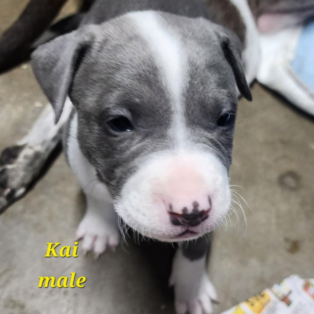 Kai (Pogho), a Adoptable Mixed Breed in Winston Salem, NC image 1/6