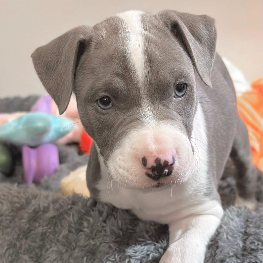 Enlarge Kai (Pogho), a Adoptable Mixed Breed in Winston Salem, NC image 1/6