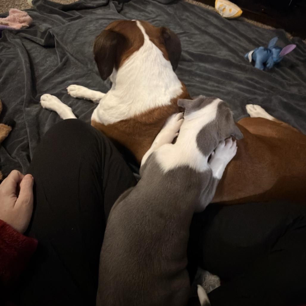 Kai (Pogho), a Adoptable Mixed Breed in Winston Salem, NC image 2/6