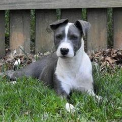 Enlarge Kai, a Adoptable Mixed Breed in Winston Salem, NC image 3/6