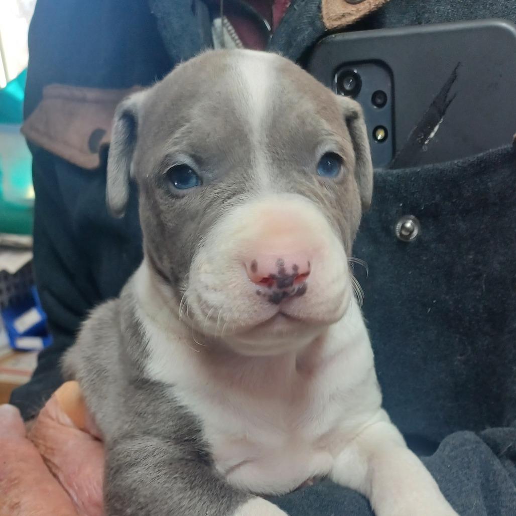 Kai (Pogho), a Adoptable Mixed Breed in Winston Salem, NC image 3/6