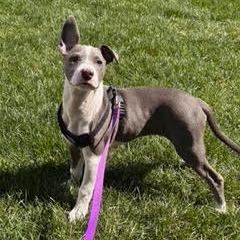 Enlarge Kai (Pogho), a Adoptable Mixed Breed in Winston Salem, NC image 4/6