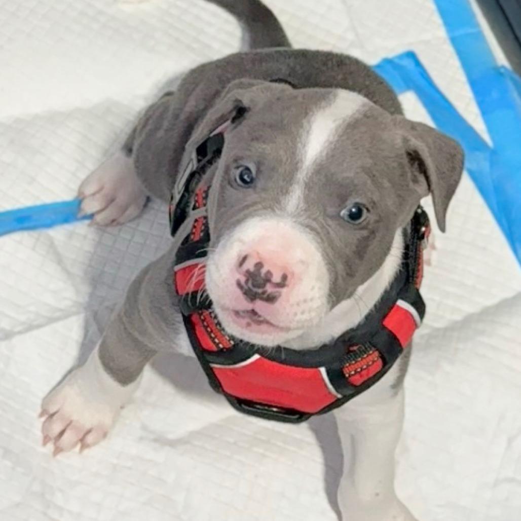 Kai (Pogho), a Adoptable Mixed Breed in Winston Salem, NC image 4/6