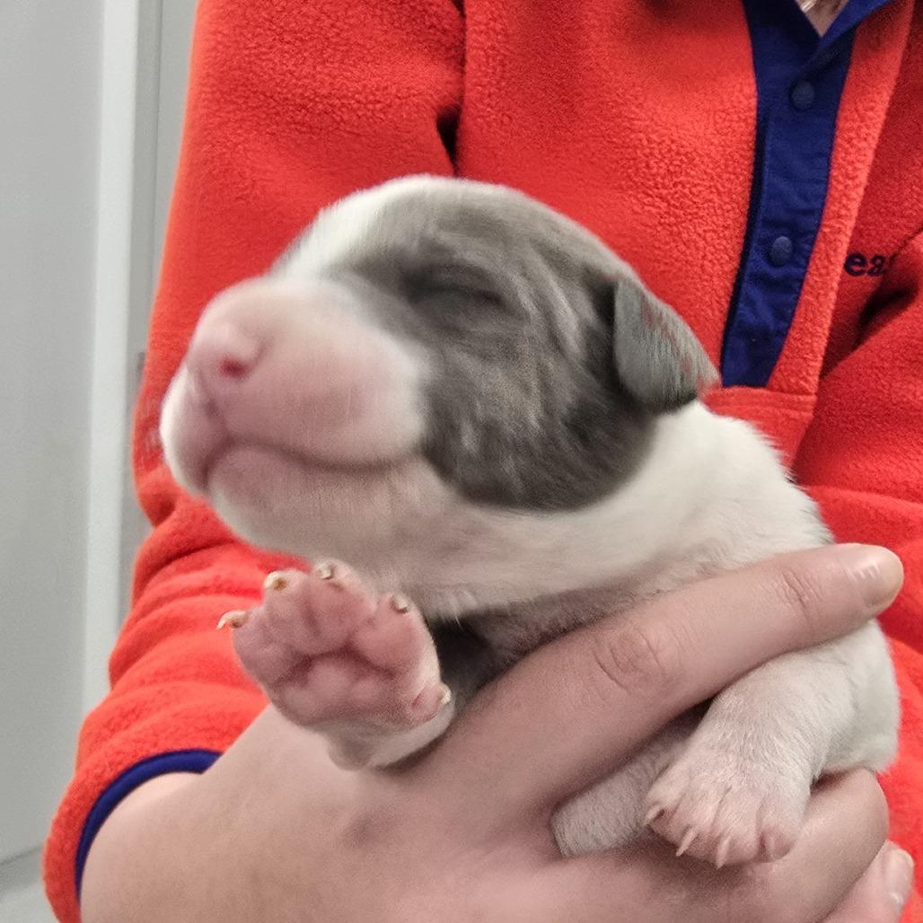 Kai (Pogho), a Adoptable Mixed Breed in Winston Salem, NC image 5/6