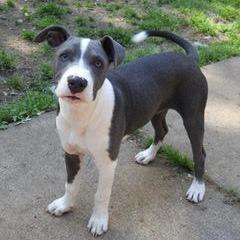 Enlarge Kai, a Adoptable Mixed Breed in Winston Salem, NC image 5/6