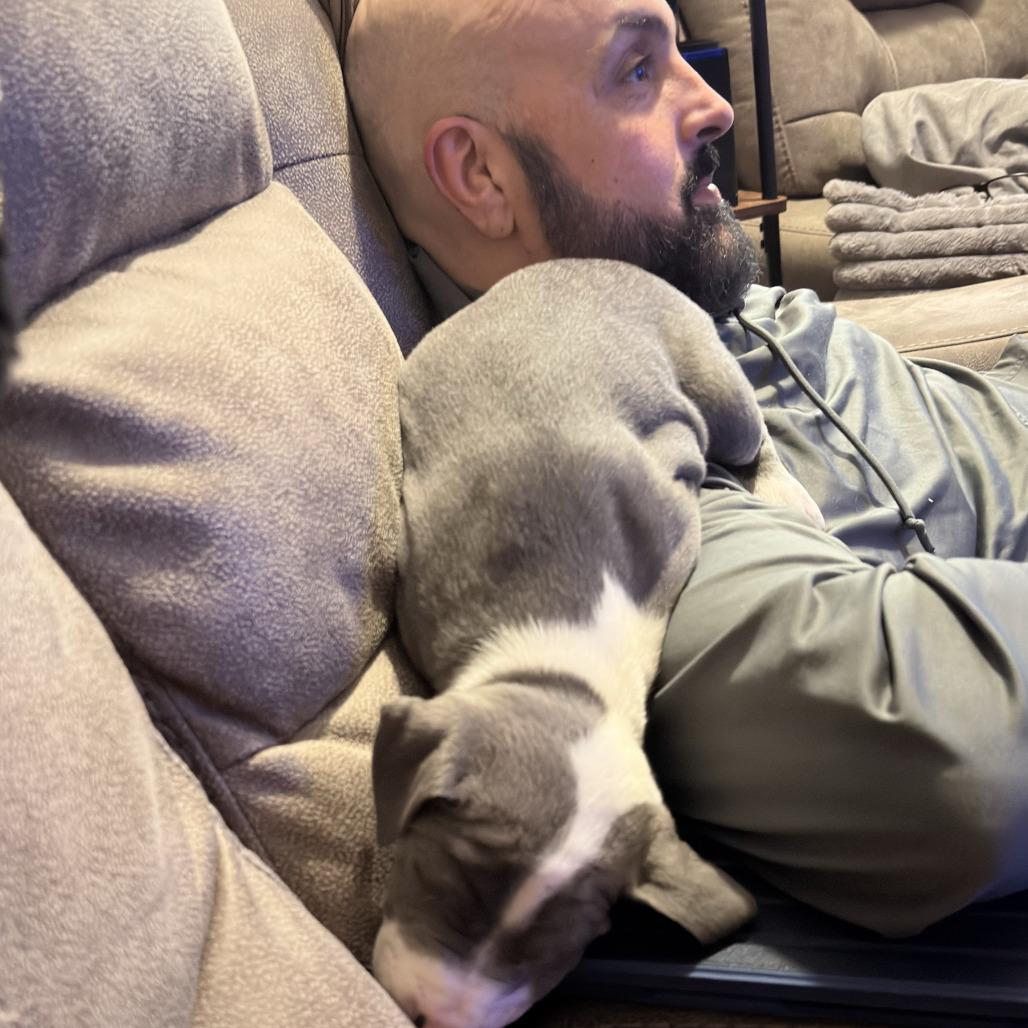 Kai (Pogho), a Adoptable Mixed Breed in Winston Salem, NC image 6/6