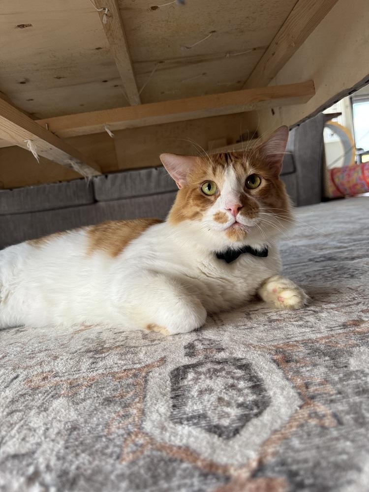 Enlarge August 2, a Adoptable mixed breed in tucson, AZ image 1/5