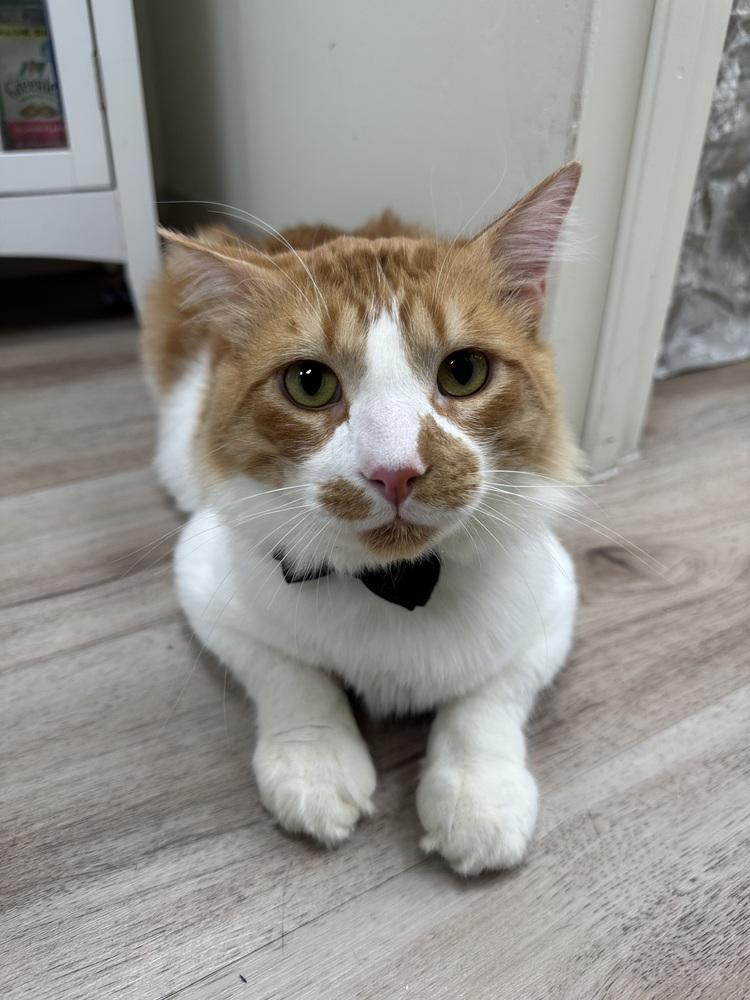 Enlarge August 2, a Adoptable mixed breed in tucson, AZ image 3/5