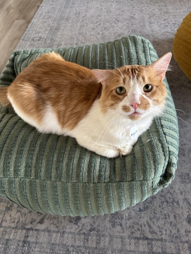 Enlarge August 2, a Adoptable mixed breed in tucson, AZ image 5/5