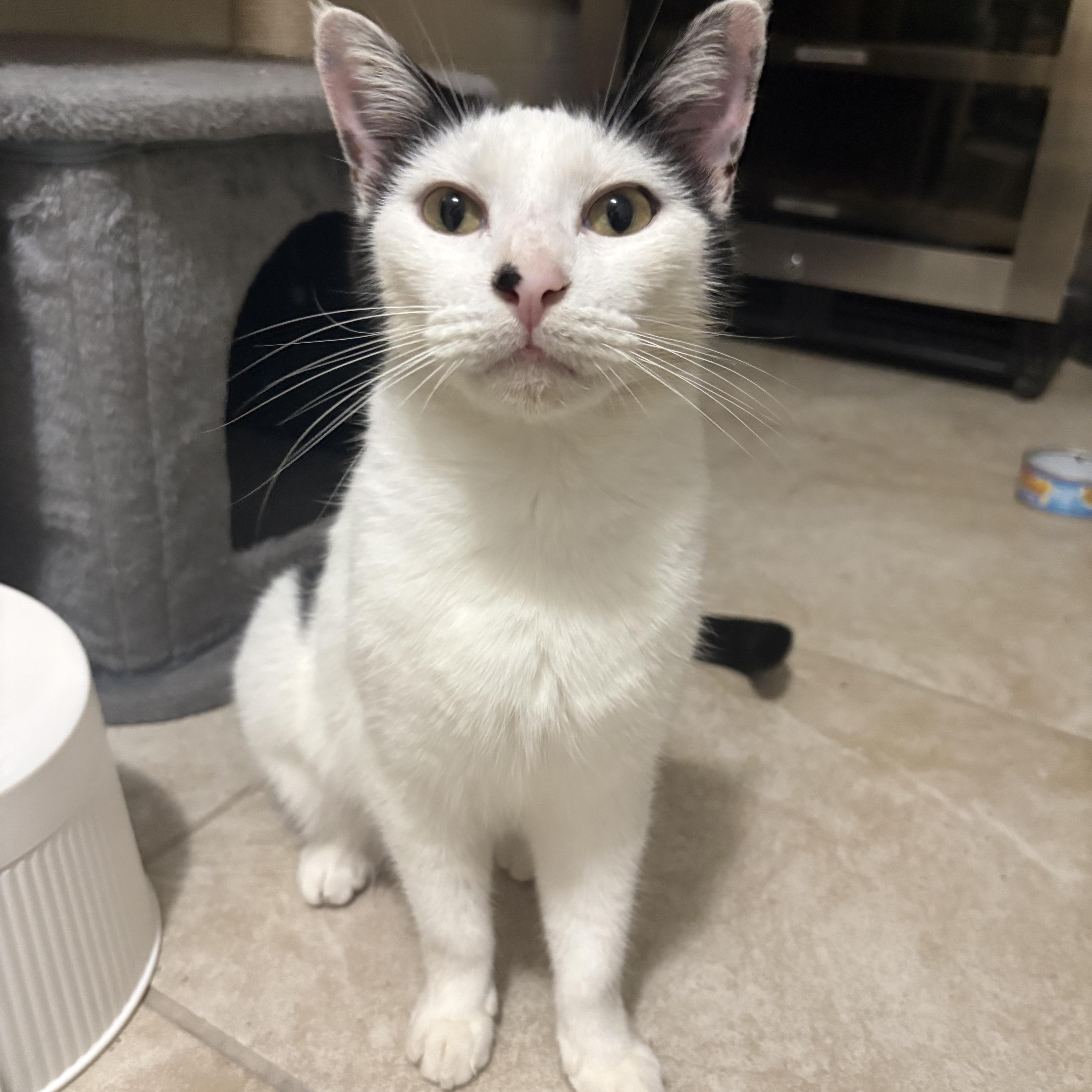 Enlarge Queen Momma, an adopted mixed breed in Baytown, TX image 2/6