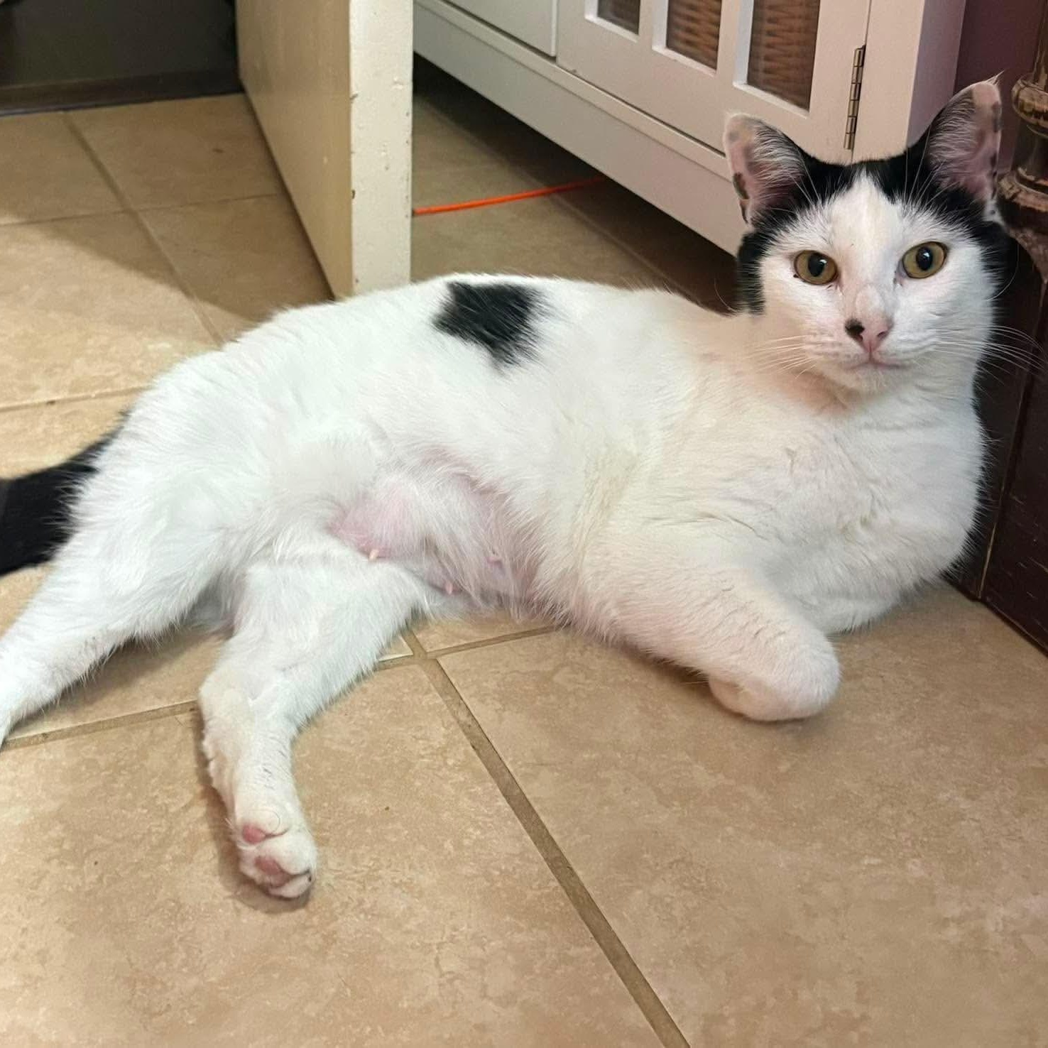 Enlarge Queen Momma, an adopted mixed breed in Baytown, TX image 3/6