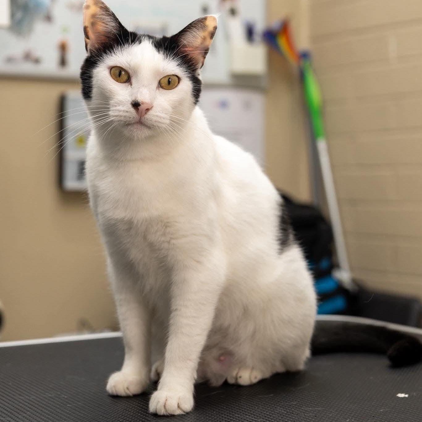 Queen Momma, adopted, Adult Female Domestic Short Hair.