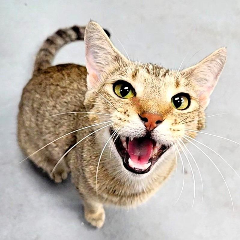 Busy, Adoptable, Young Female Domestic Short Hair.