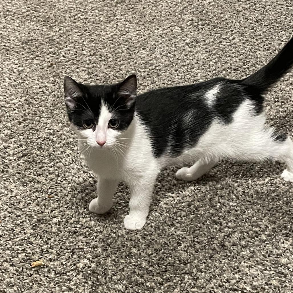 Jockey, Adoptable, Kitten Female Domestic Short Hair.