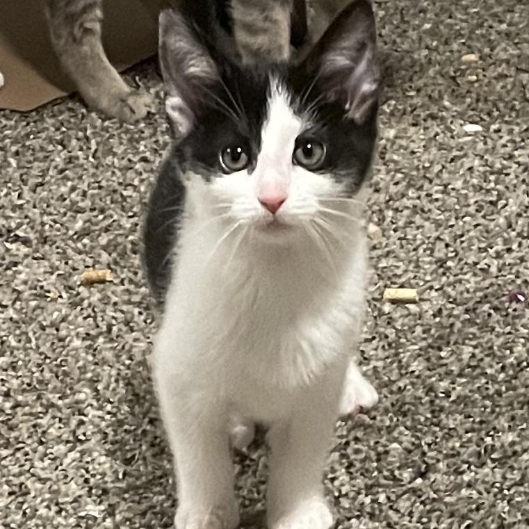 Enlarge Jockey, a Adoptable Domestic Short Hair in Granville, OH image 2/2
