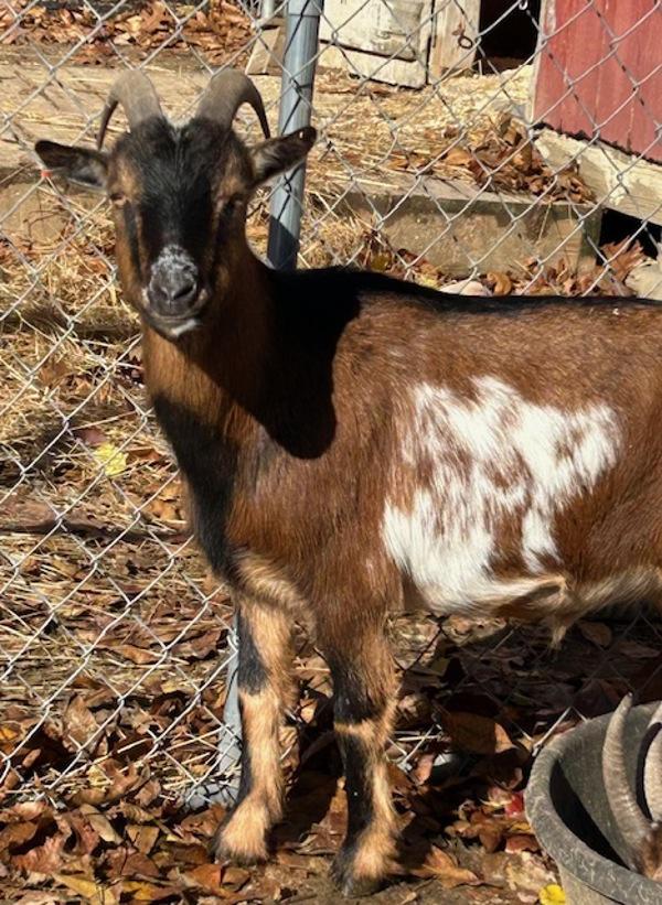 Jeffrey, Adoptable, Adult Male Goat.