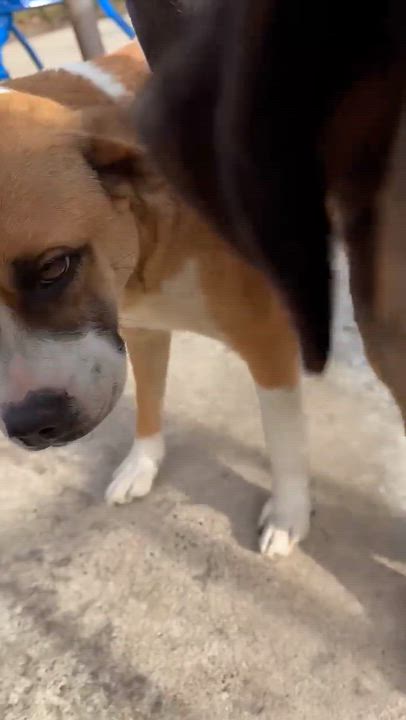 Enlarge Hula, an adopted mixed breed in Poughkeepsie, NY video 3/6