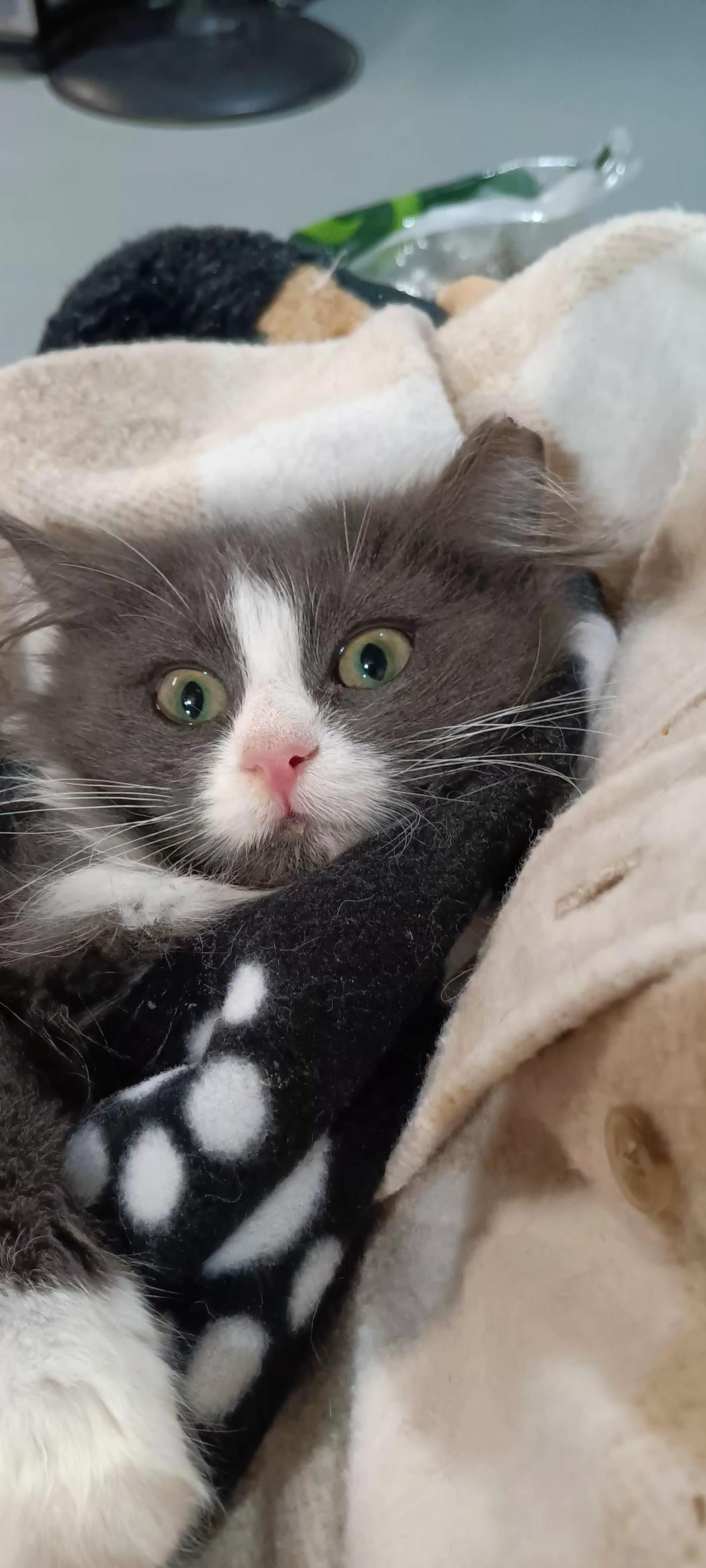 Sugarplum, ADOPTABLE, Young Female Domestic Long Hair.