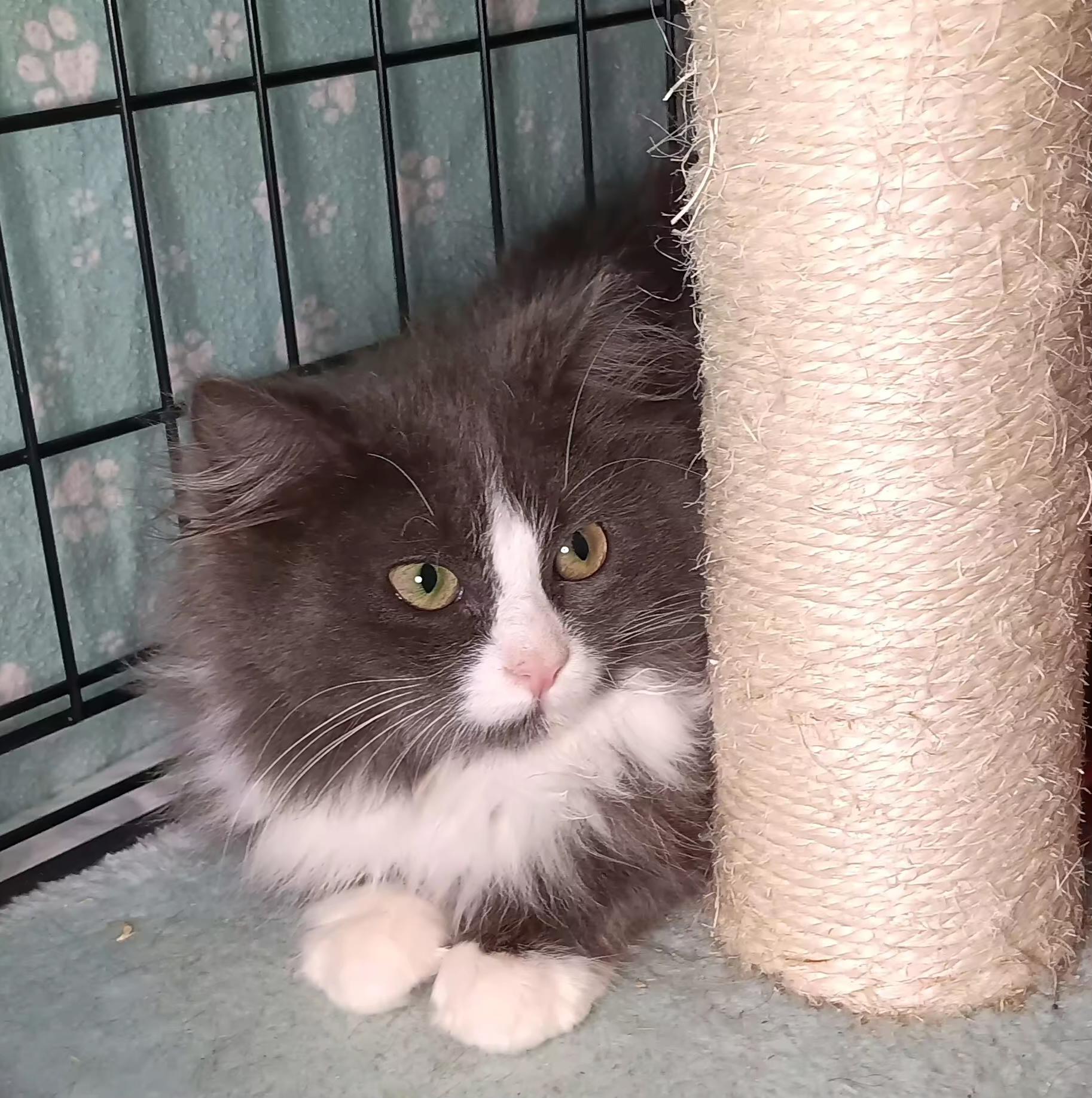 Sugarplum thumbnail 2