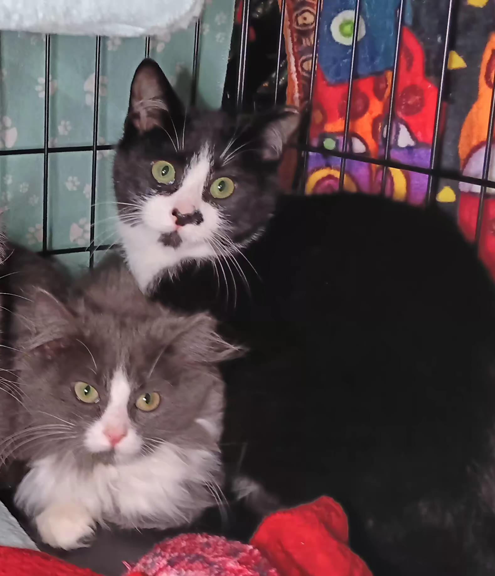 Sugarplum thumbnail 3