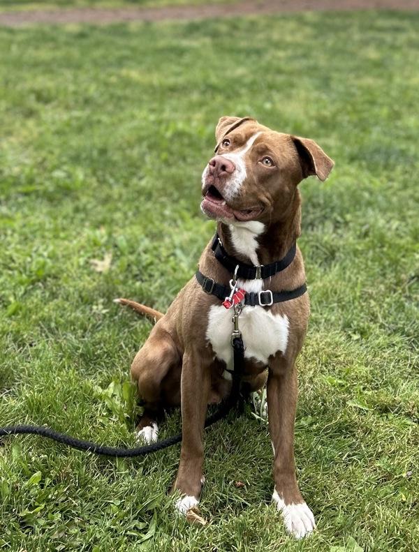 Cipher, Adoptable, Young Male Pit Bull Terrier.