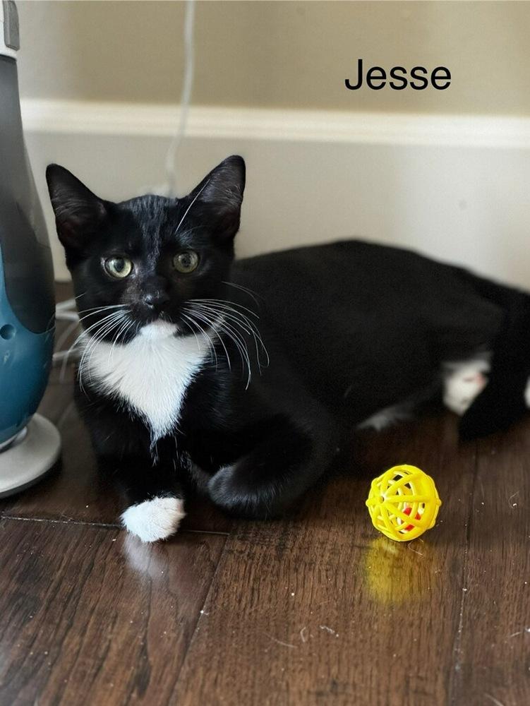 Jesse, Adoptable, Kitten Male Domestic Short Hair.
