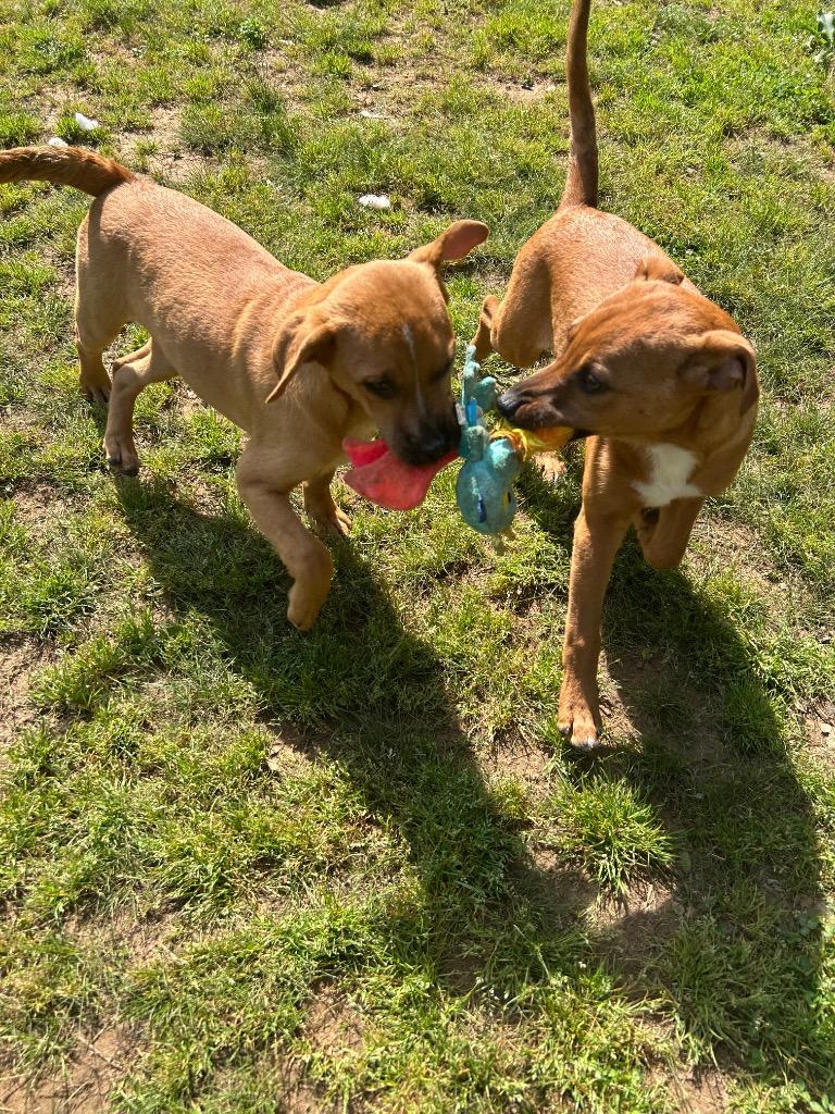 Darcy, Adoptable, Puppy Female Hound.