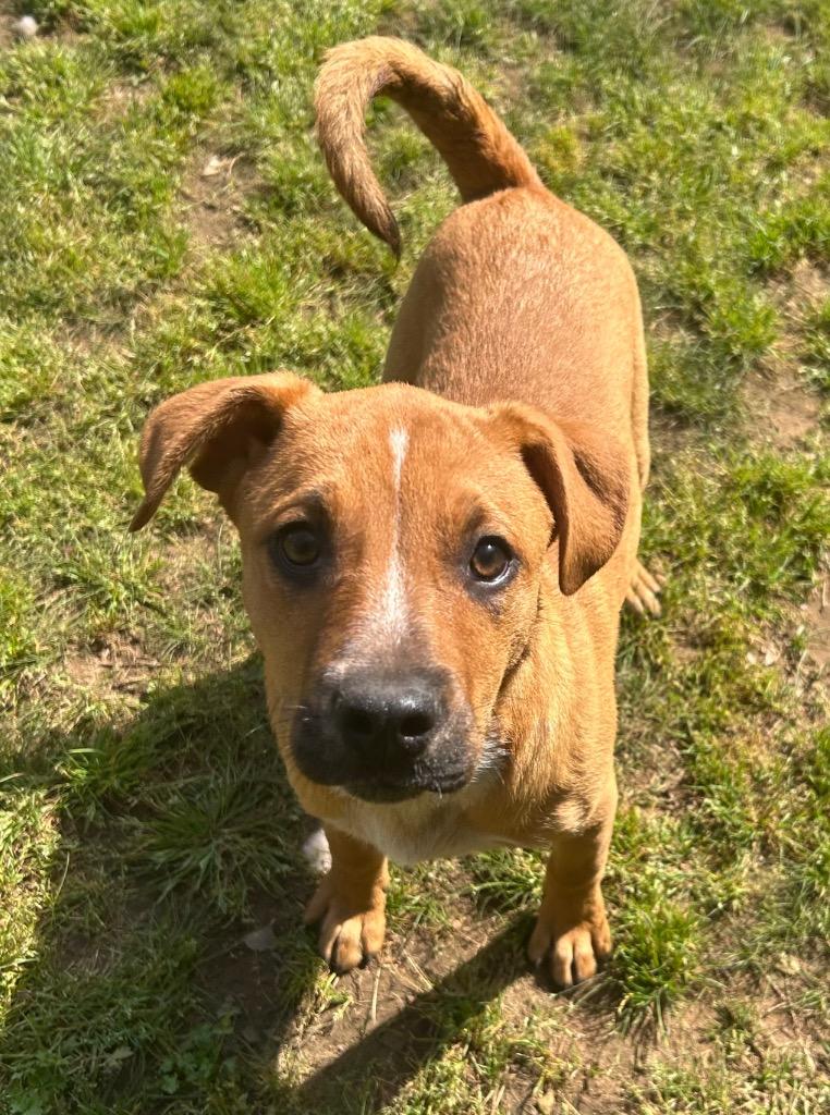 Enlarge Darcy, a Adoptable Hound in Benton, AR image 2/2