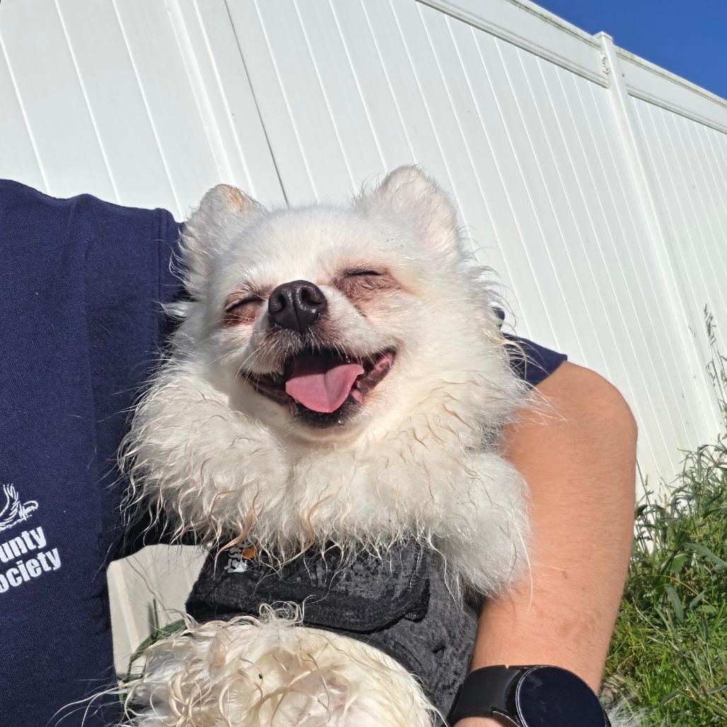 Cream Puff, Adoptable, Adult Female Pomeranian & Mixed Breed.