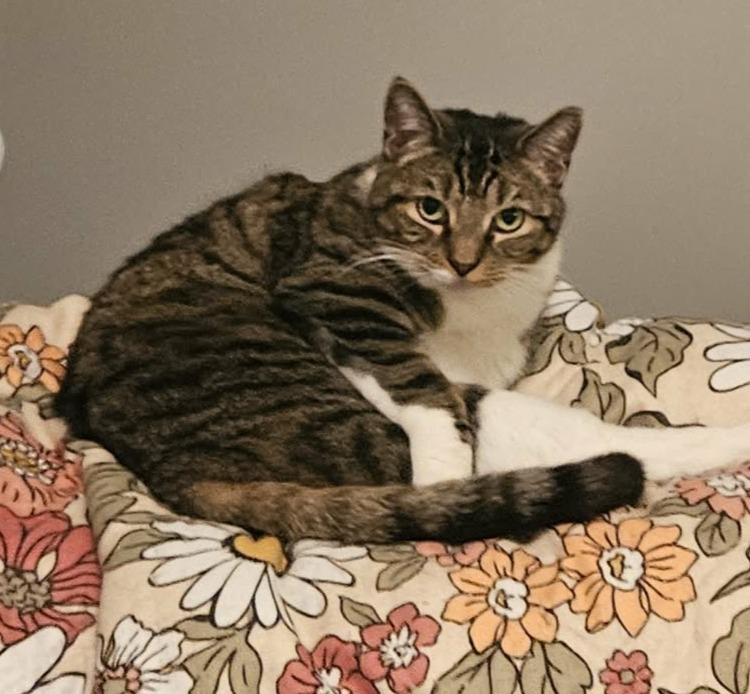 Enlarge Allie (Your New Best Friend), a Adoptable Domestic Short Hair in Rochester, NY image 1/2