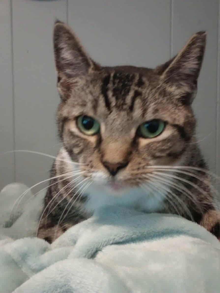 Enlarge Allie (Your New Best Friend), a Adoptable Domestic Short Hair in Rochester, NY image 1/1