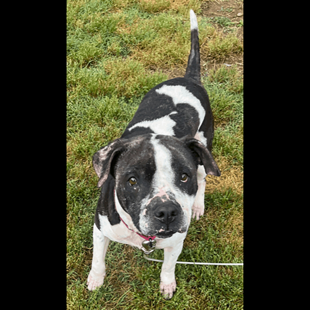 Shelby, Adoptable, Adult Female Pit Bull Terrier.