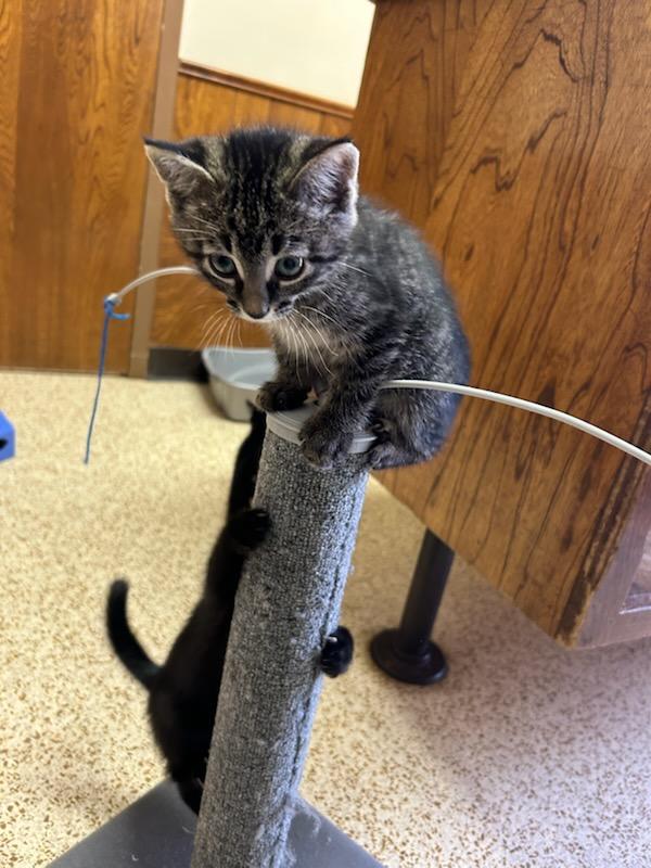 Enlarge Roger, an adopted Domestic Medium Hair in Oklahoma City, OK image 1/4
