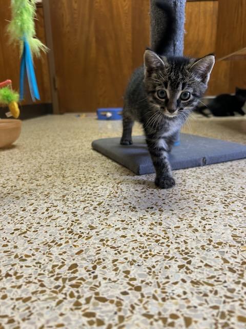 Enlarge Roger, an adopted Domestic Medium Hair in Oklahoma City, OK image 2/4