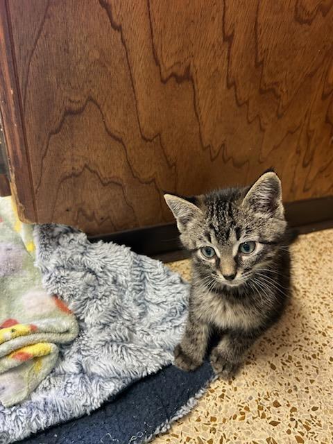 Enlarge Roger, an adopted Domestic Medium Hair in Oklahoma City, OK image 3/4