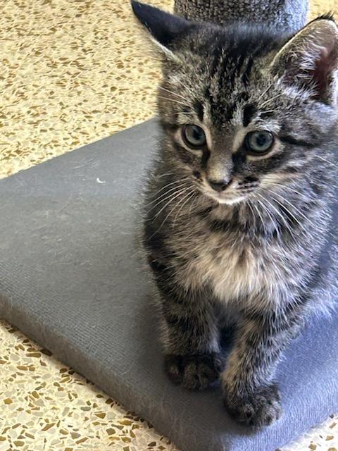 Enlarge Roger, an adopted Domestic Medium Hair in Oklahoma City, OK image 4/4