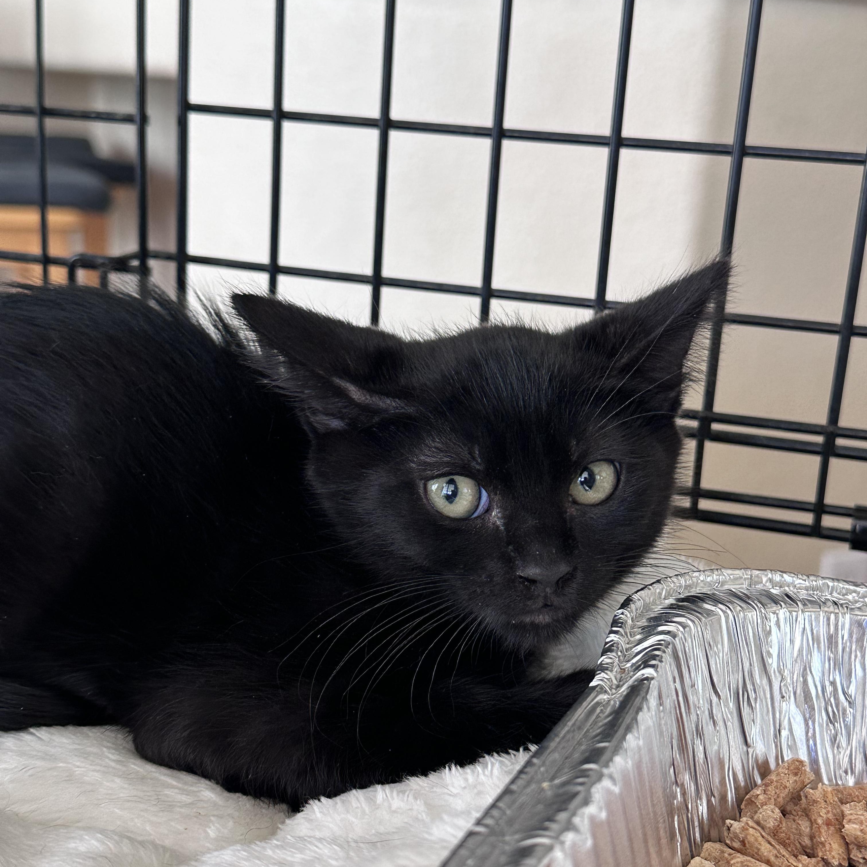 Cola, a ADOPTABLE Domestic Short Hair in Elk Grove, CA image 2/4