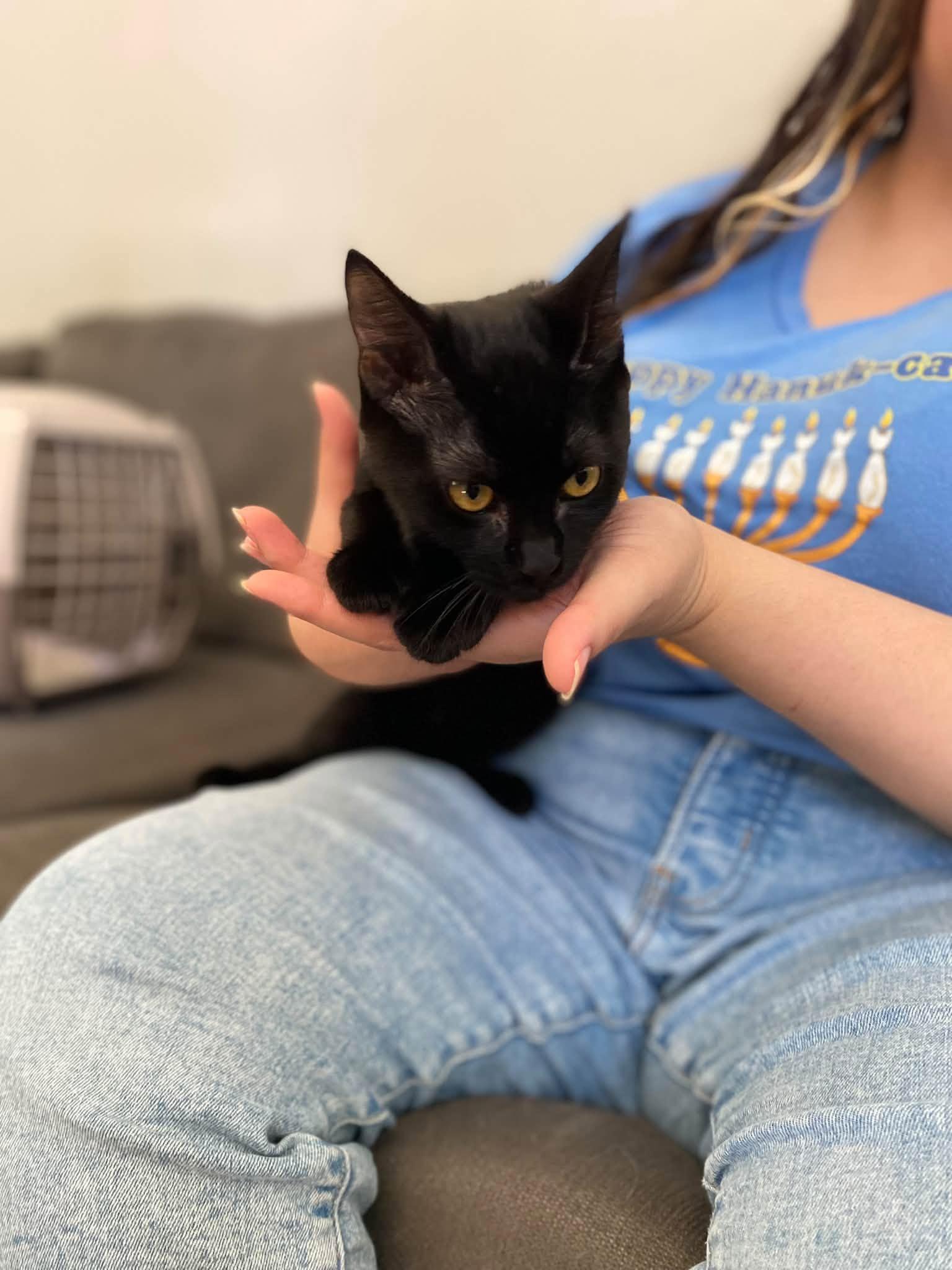Enlarge Cola, a Adoptable Domestic Short Hair in Elk Grove, CA image 3/5