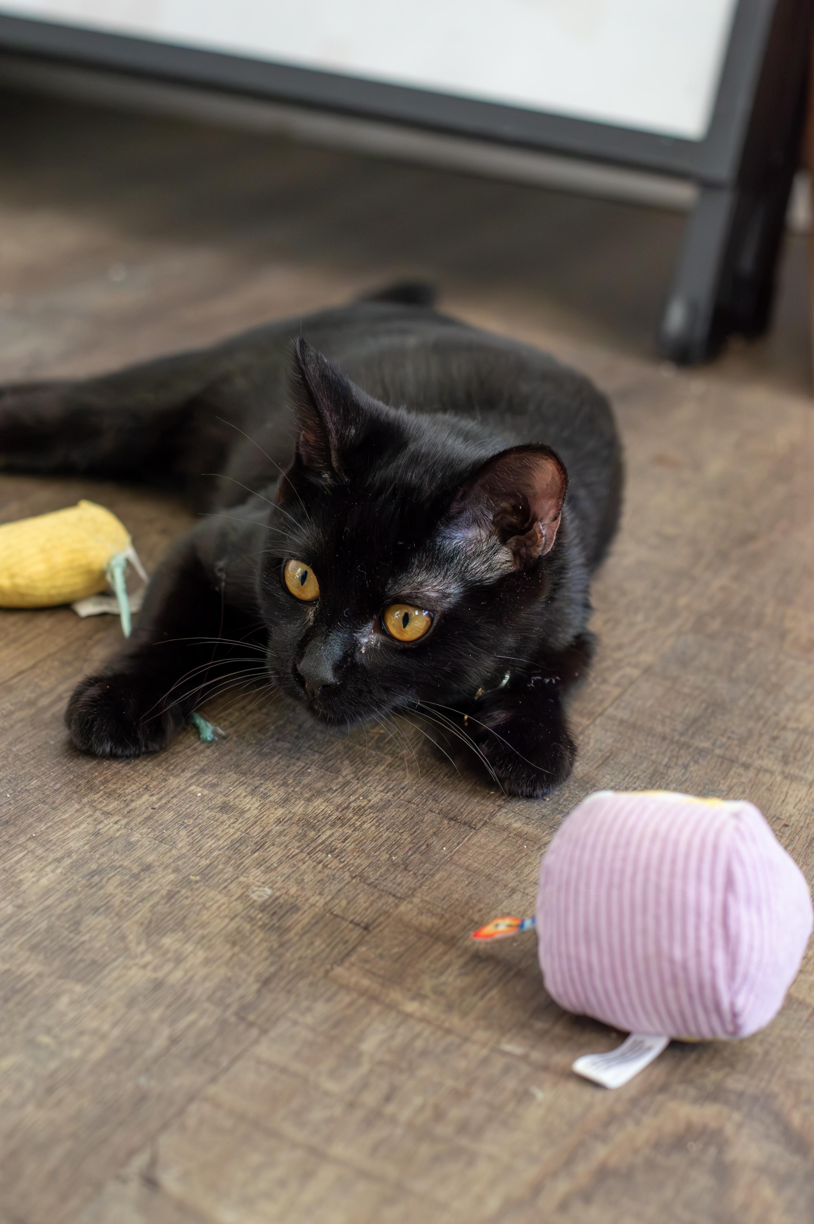 Enlarge Cola, a Adoptable Domestic Short Hair in Elk Grove, CA image 1/5