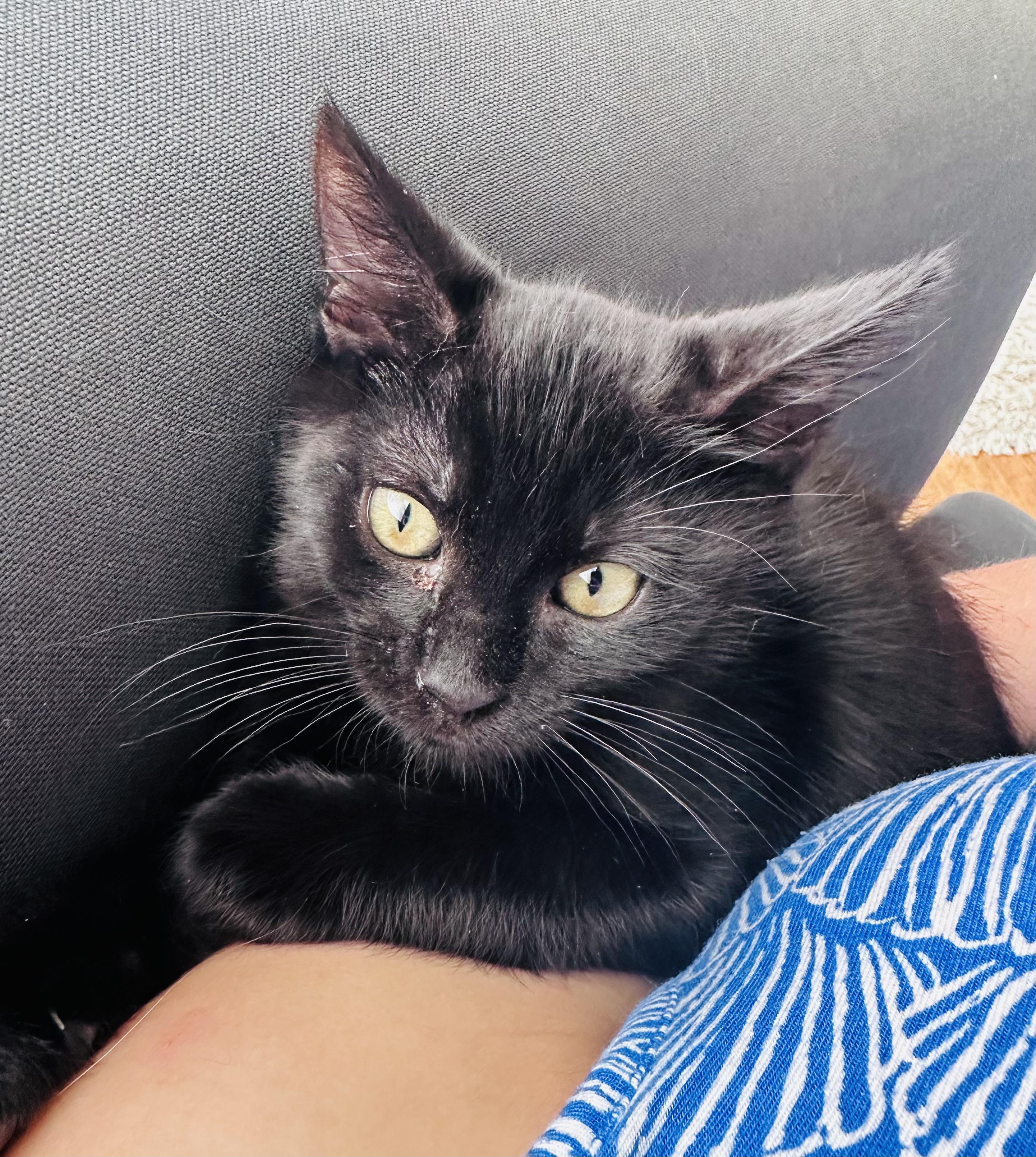 Cola, a ADOPTABLE Domestic Short Hair in Elk Grove, CA image 3/4